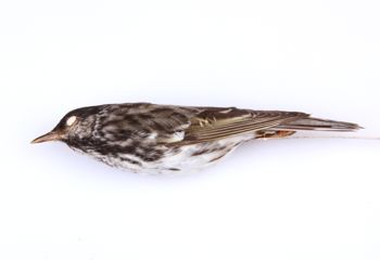 Media type: image;   Ornithology 213919 Description: Dendroica striata;  Aspect: lateral